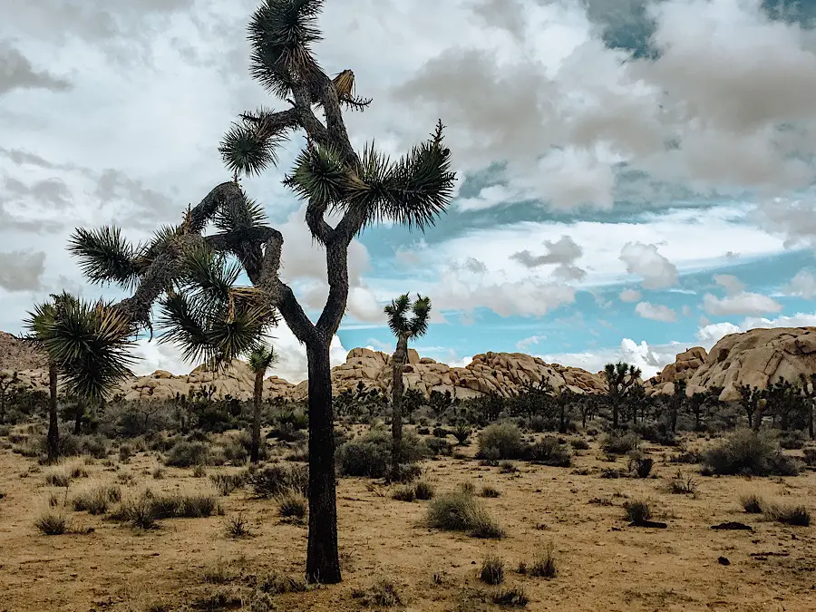 Joshua Tree Packing List Girl With Blue Sails